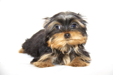pupyy Yorkshire Terrier