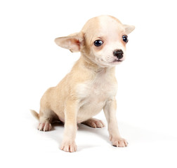 Funny puppy Chihuahua poses