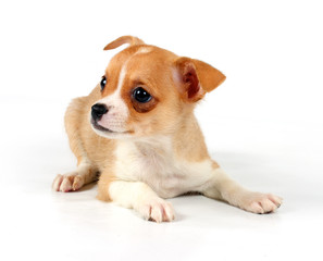 Funny puppy Chihuahua poses
