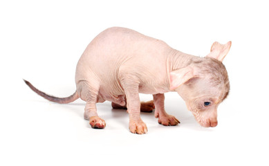 Chinese Crested Dog puppy