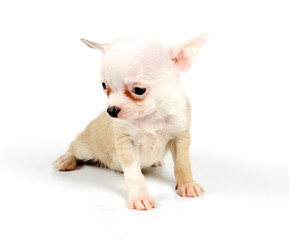 Funny puppy Chihuahua poses