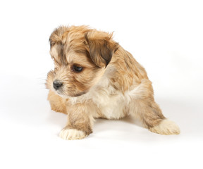 Funny puppy Chihuahua poses