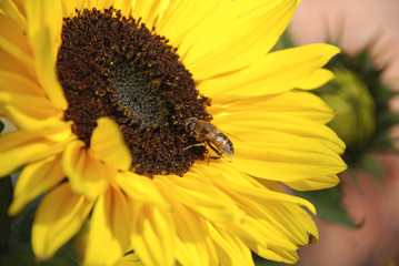 Obraz premium Bee and sunflower