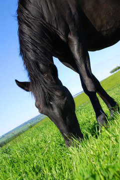 Horse on meadow