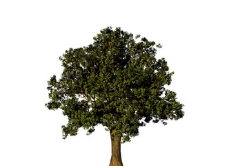 tree isolated on white