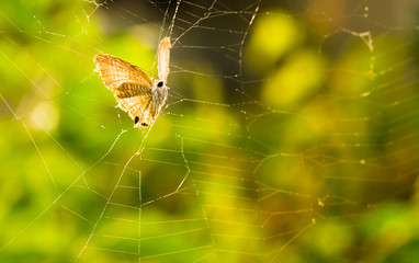 Butterfly trapped in an abandoned spider's web