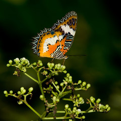 Leopard Lacewing (Cethosia cyane) Butterfly