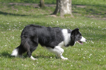 BORDER COLLIE.