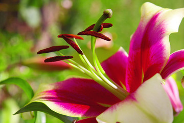 Lilium © Swetlana Wall