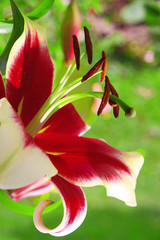 Lilium