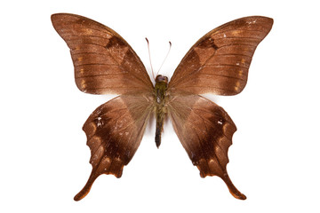 Black and brown butterfly Meandrusa lachinus isolated