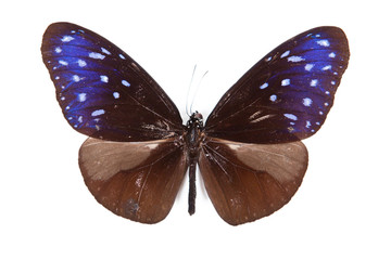 Brown and blue butterfly Euploea mulciber isolated