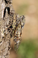 je grimpe à l arbre
