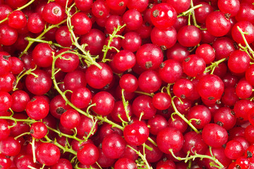 A bunch of red currant