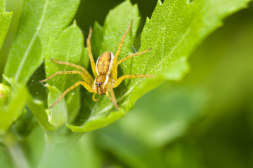 Brown spider