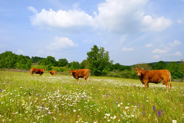 Brown French Limousin cows
