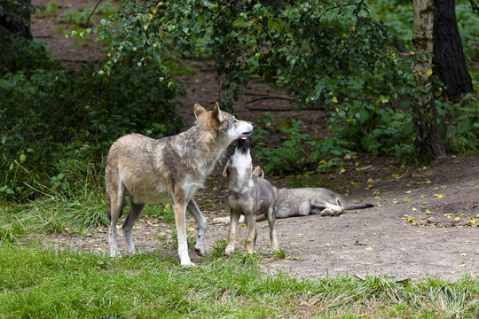 Fototapeta Europäischer Wolf mit Junge