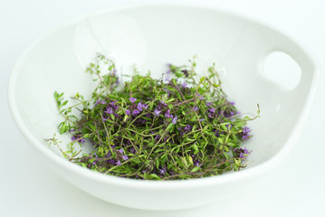 Herbal medicine,forest thyme on white bowl
