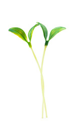 Green seedlings isolated on the white