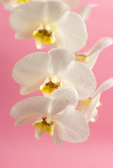 Obraz na płótnie Canvas white orchid on pink background