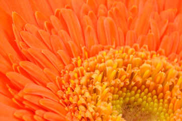 Orange daisy-gerbera