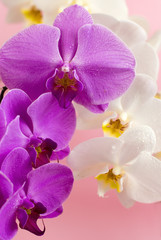 Naklejka na ściany i meble Purple and white orchid isolated on pink background