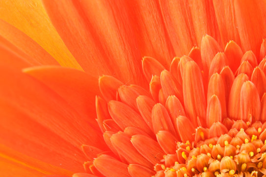 Orange daisy-gerbera