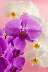 Fototapeta na wymiar Purple and white orchid isolated on pink background