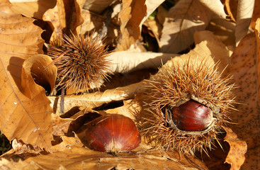 Sweet Chestnuts, Castanea sativa