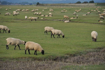Schafe auf der Weide