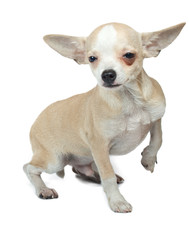 portrait of a cute purebred puppy chihuahua in front of white ba
