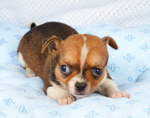 portrait of a cute purebred puppy chihuahua in the puppy-home