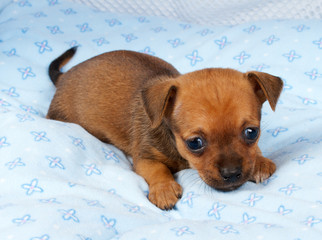 portrait of a cute purebred puppy chihuahua in the puppy-home