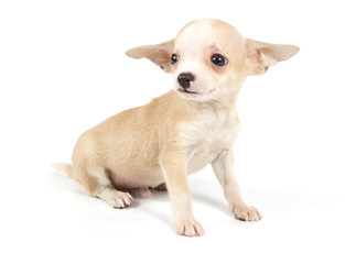 Funny puppy Chihuahua poses