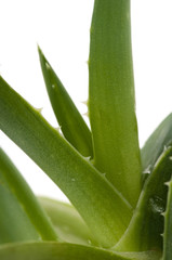 Obraz na płótnie Canvas Aloe vera - medycynie