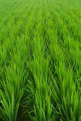 Rice seedlings