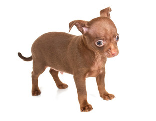 chihuhua puppy on the white background