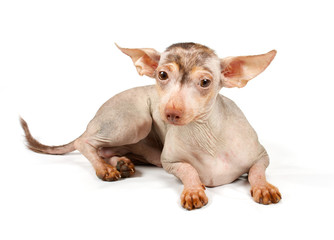 Fototapeta premium Chinese Crested Dog puppy