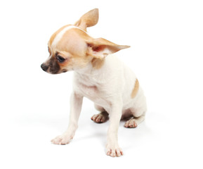 Funny puppy Chihuahua poses