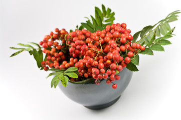Ebereschenbeeren