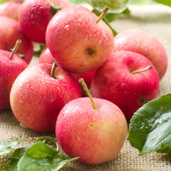 apples