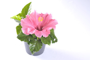 Hibiscus flower in a pot
