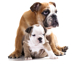 english Bulldog puppy