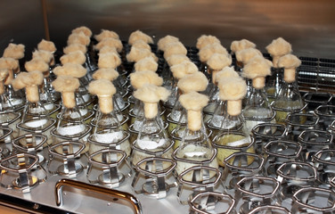 shaking flasks