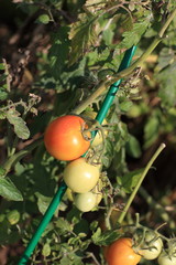 Hanging Tomato Plants