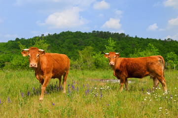 Brown French Limousin cows