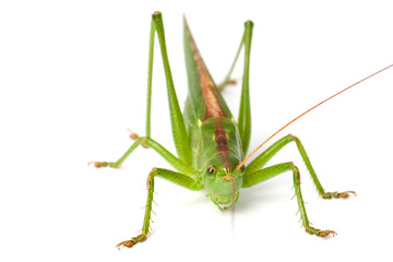 Grünes Heupferd (Tettigonia viridissima)