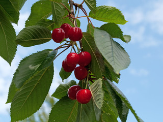 Süßkirschen -  Prunus avium