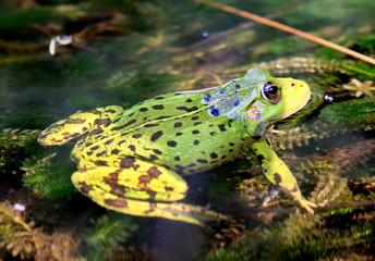 Green European frog in water