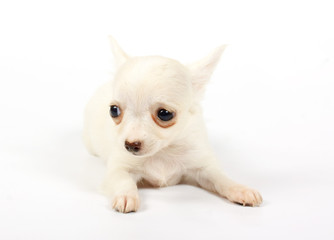 small chihuahua puppy